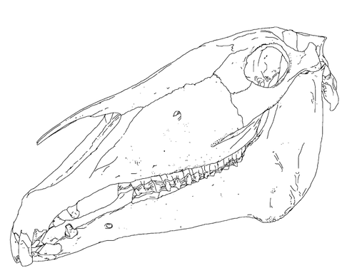 בתמונה וקטורית של עצמות ראש הסוס