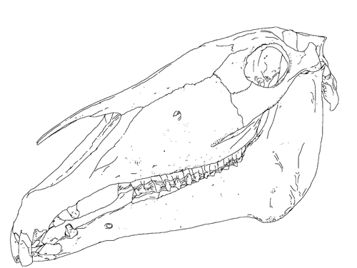 Vektor image av hest hodet bein