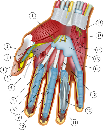 Anatomy of the hand