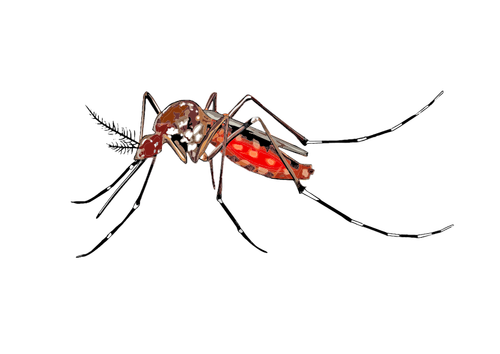 Mosquito изображение