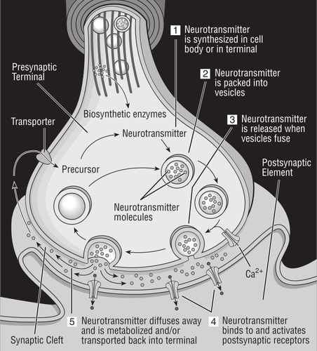 Vector diagram of synapse