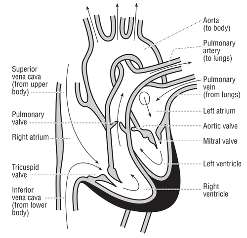 Vectorillustratie van het hart en de cursus van de bloedstroom door middel van de hartkamers.