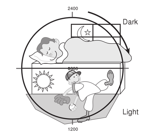 Vector illustration of the 24-hour light/dark cycle