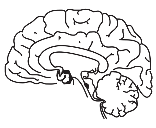 人类的大脑矢量图像