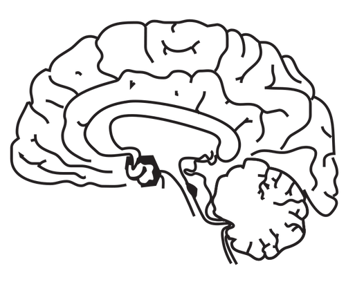 Human brain vector image