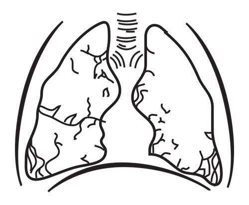 Human lungs vector image