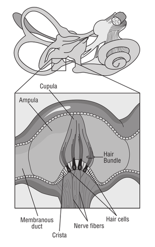 Vector de la imagen del cerebro