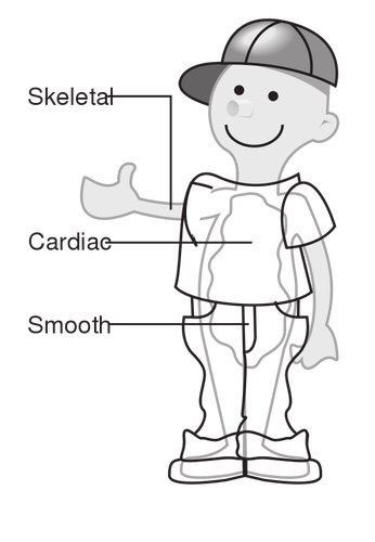 Vector diagram van drie spier typen