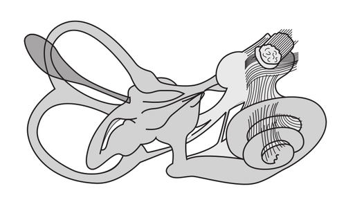 Ilustração em vetor do sistema vestibular do ouvido