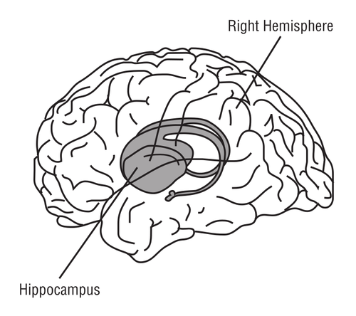 Ilustración de vector de cerebro