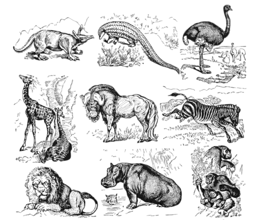 Colección de vectores animales africanos