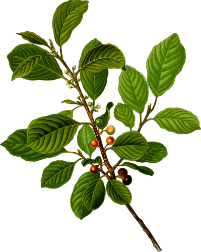 Alder buckthorn