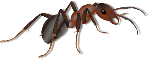 Çizim karınca