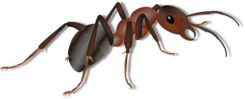 Ant drawing