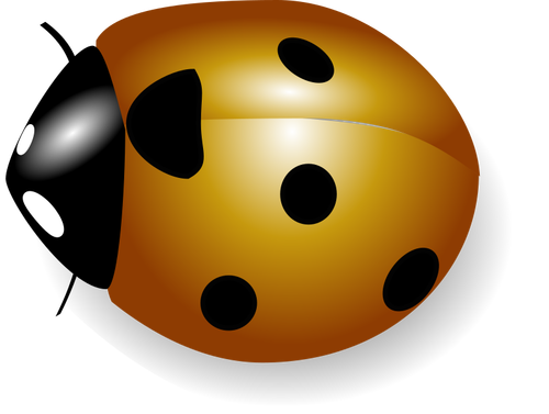 Ladybug image