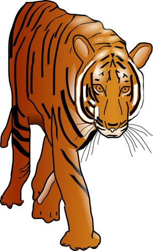 Tiger wild cat | Public domain vectors