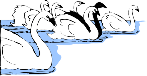 Swans in water vector image