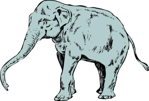 Vector clip art of blue young elephant