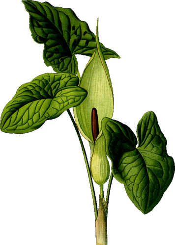 リリー植物