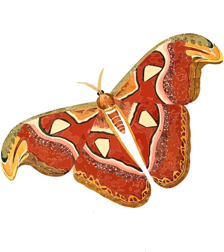 Atlas nachtvlinder