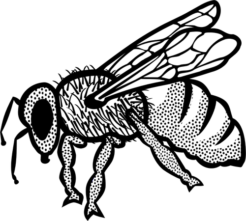 Outline vector drawing of bee