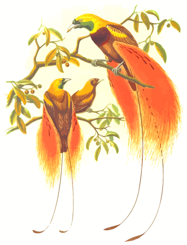 Paradise birds