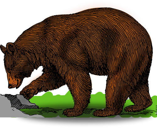 Ours coloré sur une illustration de vecteur à pied