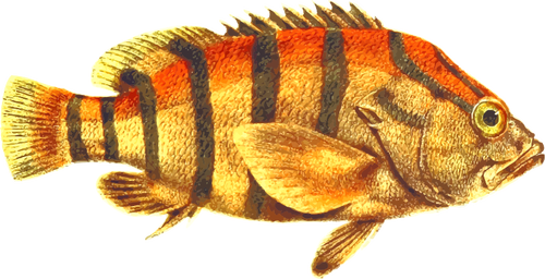 Seaperch fasciatus