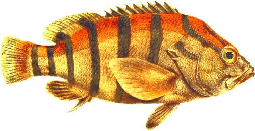 Black-banded snapper