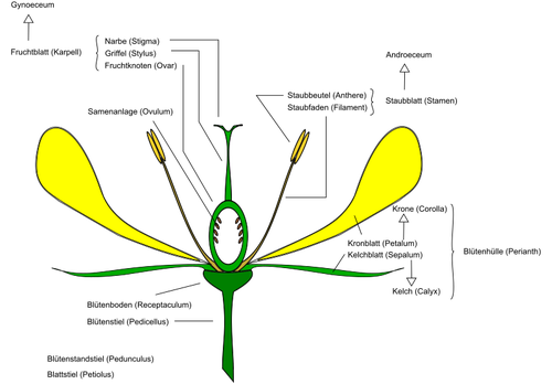 Diagram över blomma vektorbild