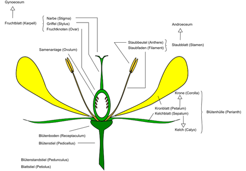 Diagram of flower vector image