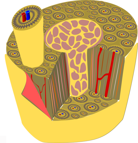 Микроскопическая анатомия человека кости векторной графики