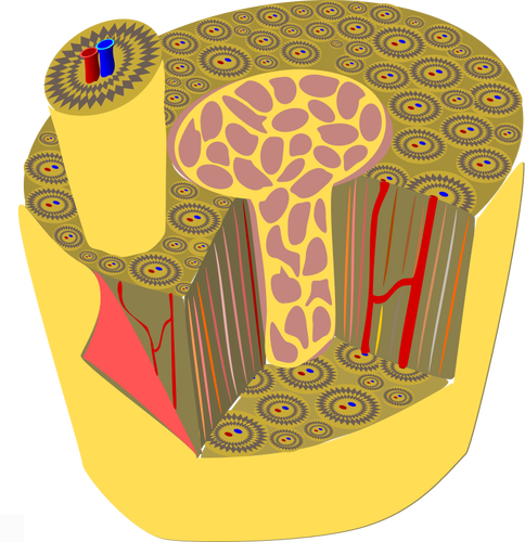 Mikroskopická anatomie lidské kosti vektorové grafiky