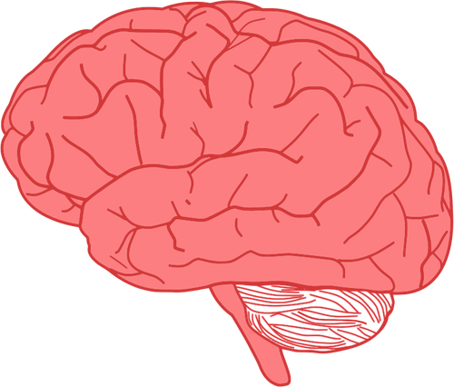 Мозг профиль