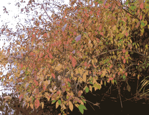 Bush in autumn vector illustration