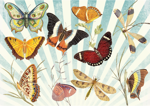 Motýli a vážky