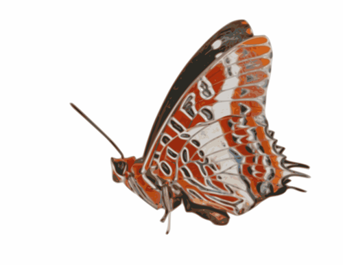 Charaxes brutus fjäril vektorgrafik