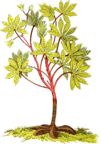 Cassave plant