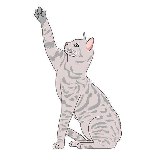 Cat vector illustration