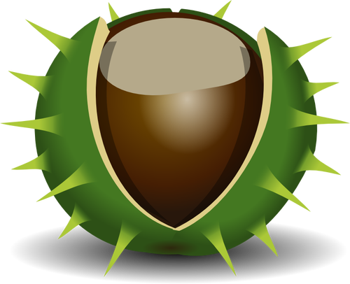Chestnut in shell vector image