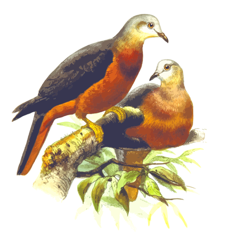 Chestnut-bellied imperial pigeon