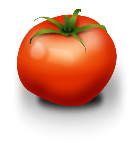 Tomato vector image