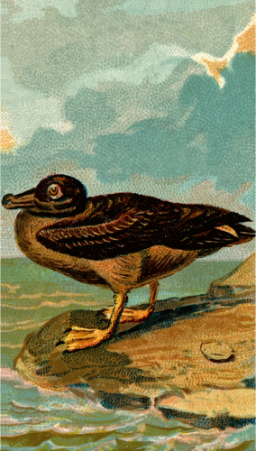 Ilustração de albatroz