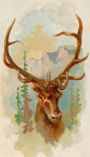 Americká elk
