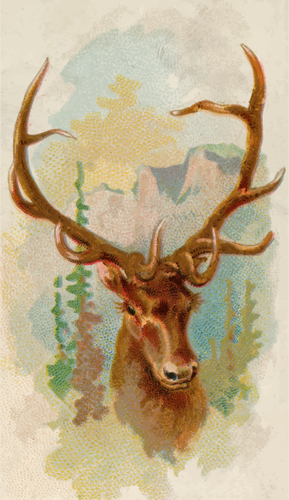 American elk