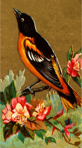 Oriole de Baltimore