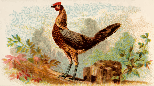 Giovane gallina