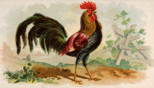 Brown Leghorn