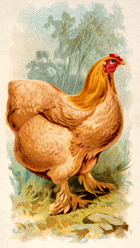 Buff Cochin Cina gallina