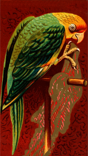 Papuga stojący